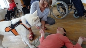 Dogoterapia
